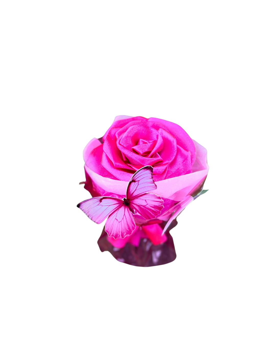 Rosa eterna  Lovely Delicata